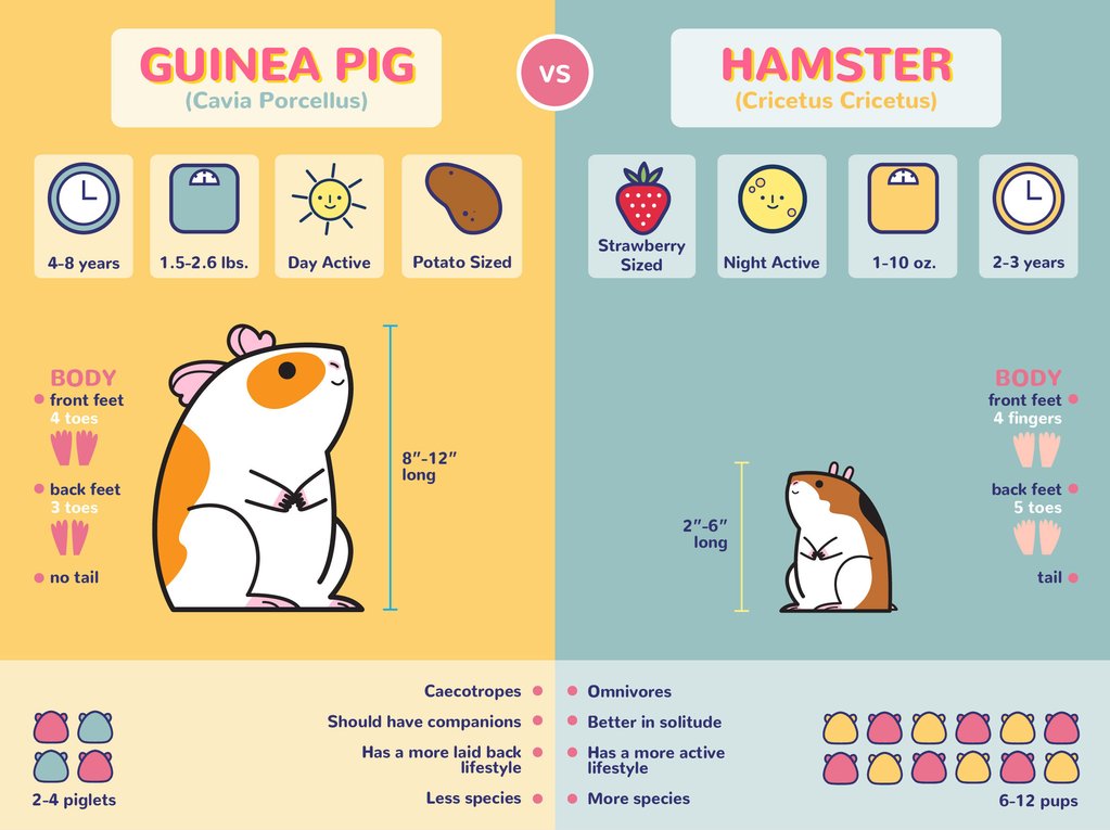 school Medisch wangedrag escaleren Verschillen tussen hamsters en cavia's - Cool Infographics