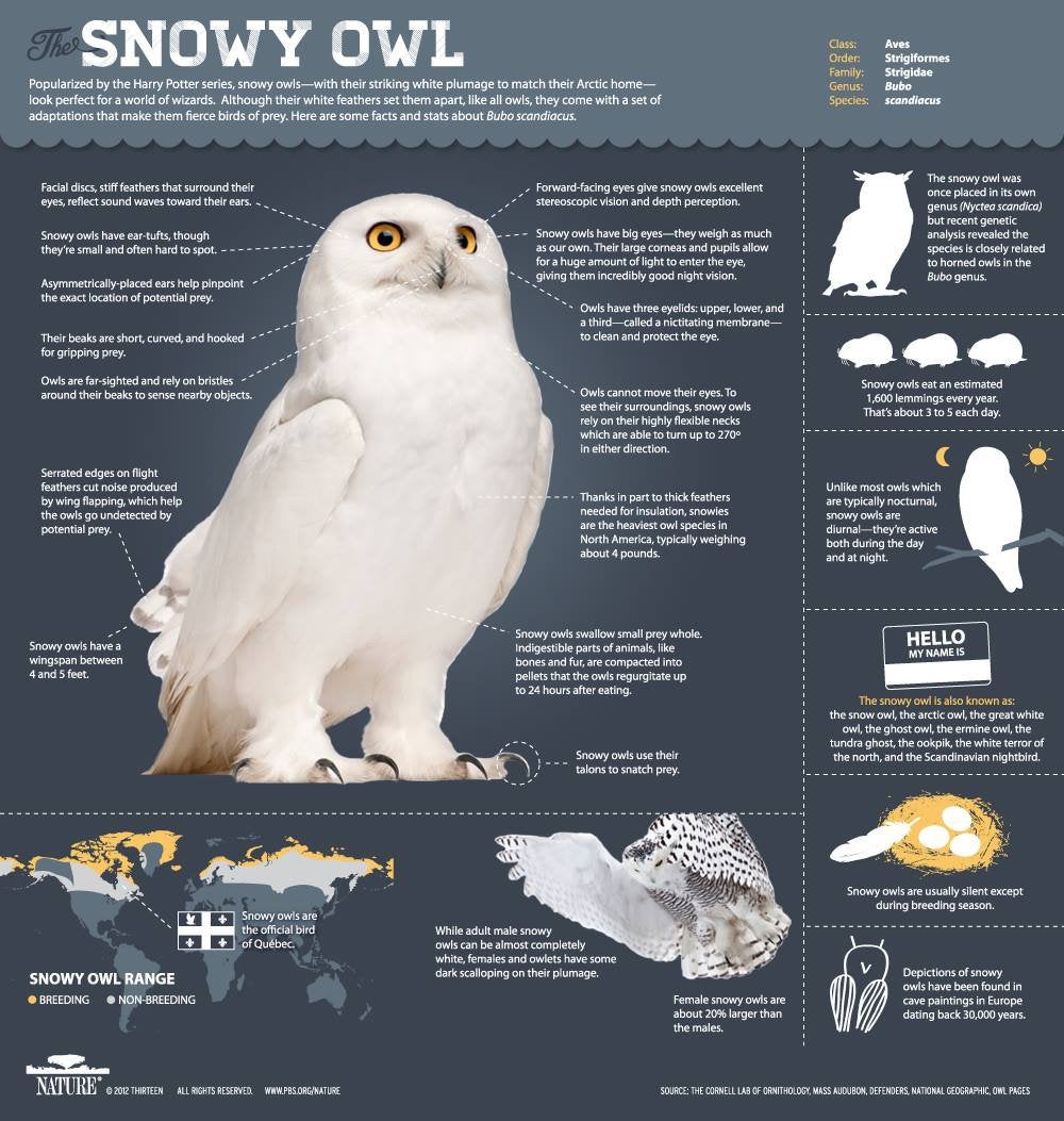 Infographic over wat een sneeuwuil kan doen